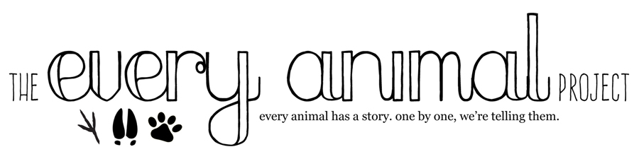 The Every Animal Project - Sharing awe-inspiring stories of real animals around the globe