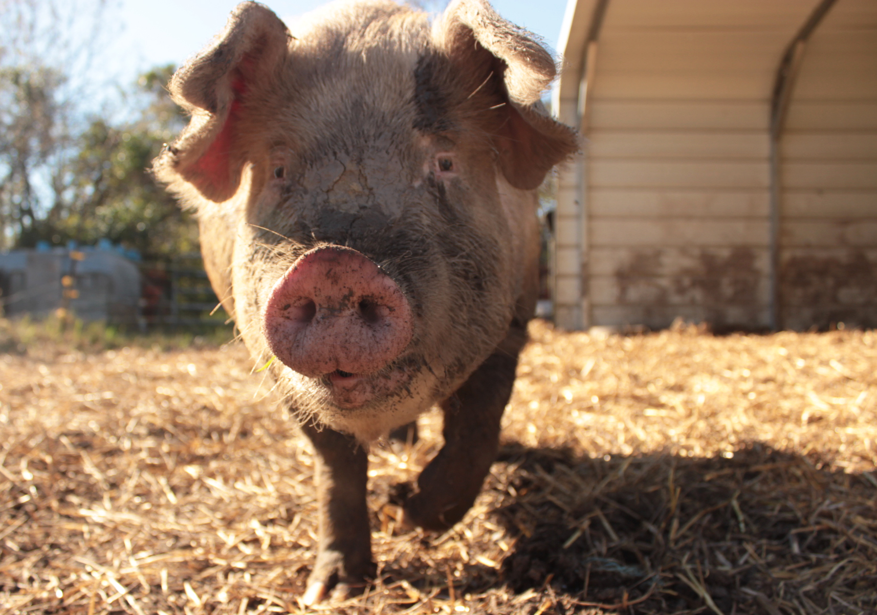 Esther the Wonder Pig - Rescue